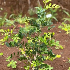 Alaheʻe: Indigenous tree to 30' with fragrant clusters of white flowers.