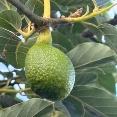 Avocado: Introduced tree to 80' with creamy, nutty tasting fruit, many varieties, pruned to manage under cultivation.