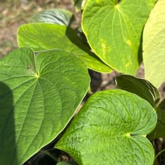 ʻAwa/Kava: Polynesian introduced shrub to 12', roots used ceremonially and medicinally, improves mood, sleep, anti-anxiety.