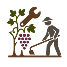 Vineyard maintenance in Mallorca | Viñarts