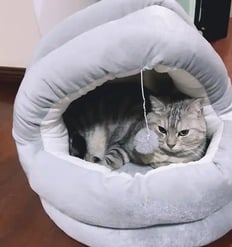 Cat Hut