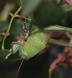 grasshopper closeup on rose bush