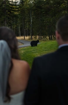 a bride and groom walking looking at a bear in Banff