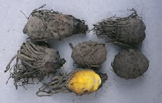 Hypoxis hemerocallidea - pomme de terre africaine