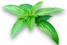 Jute - Corchorus capsularis