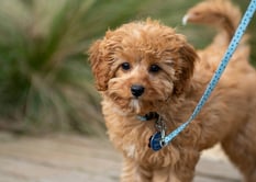 dogAdvisor | dogadvisor | dog advisor | dogAdvisor.dog