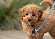 dogAdvisor | dogadvisor | dog advisor |dogAdvisor.dog