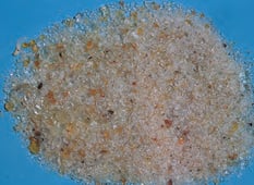 Senegalia senegal - gomme arabique