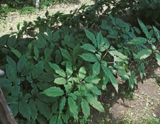 Panax ginseng - Ginseng