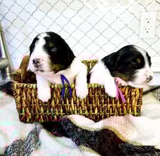Bernedoodle Puppies