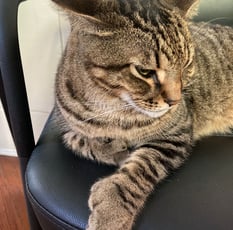 Chat Polydactyle