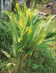 Curcuma longa - Curcuma