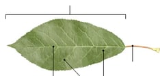 leaf structure