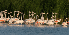 Al Marmoom and Al Qudra Lakes in dubai