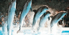 Dubai Dolphinarium Dolphin