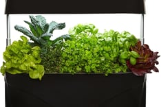 Culinary Herb Starter Kit Kitchen Garden Gourmet Herb and Vegetable Indoor Self-Watering System