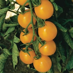 Sweet Gold Cherry Tomato