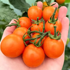 Sweet Orange Cherry Tomato