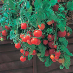 Tumbling Red Tomato