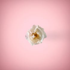 White rose in a ping background