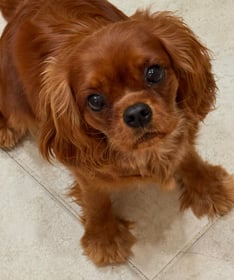 Della
