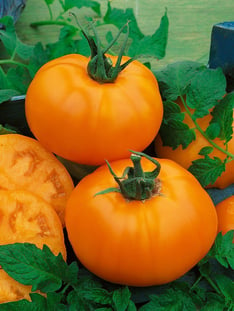 Orange Tangerine Tomato