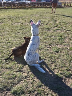 two dogs in a field waiting at attention looking at twenty feet from them