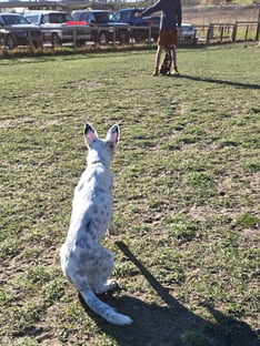 black and white dog takes off towards trainer