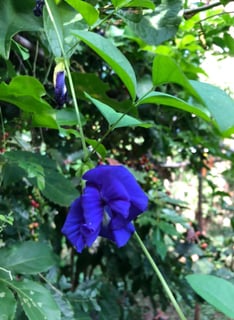 clitoria flor comestivel