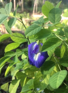 clitoria ternatea feijão borboleta