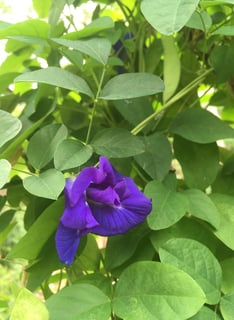 clitoria ternatea feijão borboleta
