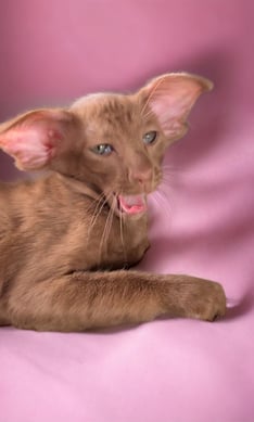 Metexa Khaos - Our stylish Oriental Cinnamon Female