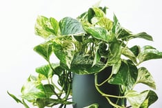 Planta photos en maceta verde y fondo blanco