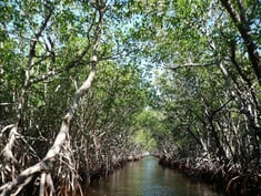 a boat traveling down a river with trees and a sky background at Bintan Mangrove