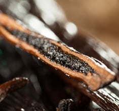 Gourmet grade vanilla supplier