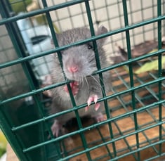 rat