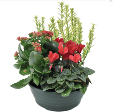 plantes, fleurs, livraison gratuite tombe, cimetiere Sepulture49