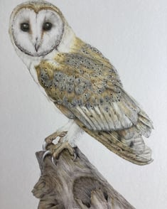 Owl portrait