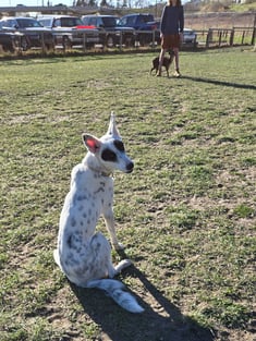 white and black dog looking back for permission to go run to trainer