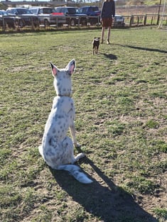 Brown dog takes off running to trainer while white and black dog waits patiently