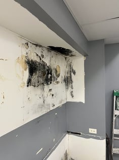wall containing black mold from moisture