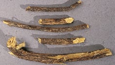 Glycyrrhiza glabra - réglisse