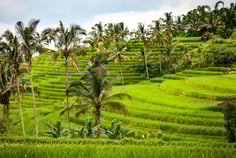 Arrozales Indonesia