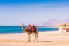 Camello en Egipto