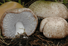 champignon - Agaricus blazei Murrill - Champignon du soleil