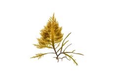 Sarcothalia crassifolia