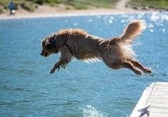 dogAdvisor | dogadvisor | dog advisor | dogAdvisor.dog