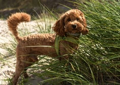 dogAdvisor | dogadvisor | dog advisor | dogAdvisor.dog