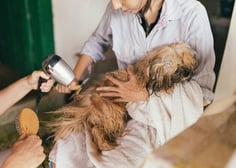 dogAdvisor | dogadvisor | dog advisor | dogAdvisor.dog