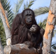 mokeys at rio safari elche